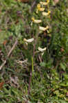 Smallflower fumewort